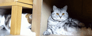 The Shining… As Enacted By Cats