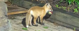 Fox Cub Playing With The Dog’s Ball