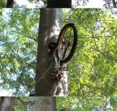 My father left his bike against this tree 40 years ago.
