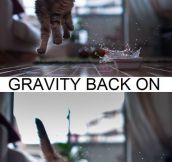 Gravity kitty