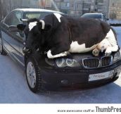 “I have a problem with my car, there’s a cow on it.”
