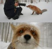 OH WELL HELLO MR. FOX!