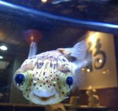 One really happy fish