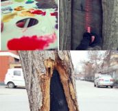 Talent girl turns tree holes into lovely views with her paintbrush