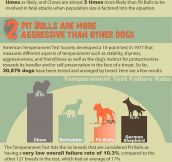 COMMON MYTHS ABOUT THE PIT BULL.