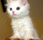 Odd-eyed Van kitten