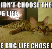 I didn’t choose the rug life!