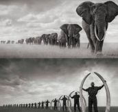 The sad truth about elephants in Africa…