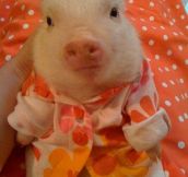 In case you haven’t seen a piglet in a sweater yet…