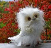 And now you know Disheveled Owls exist and they’re awesome…