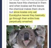 Eucalize Legalyptus…