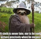 A sloth is never late…