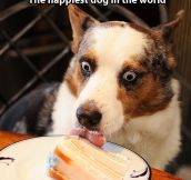 Happiest dog in the world…