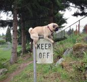 This pug gets it…