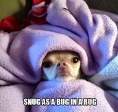 Snug as a bug…