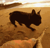 A dog fetching a stick with a camera attached…