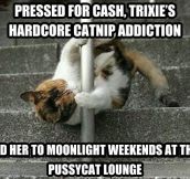 Catnip addiction…
