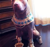 Egyptian dog…