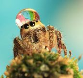 Spider wears a water drop as a fancy hat…