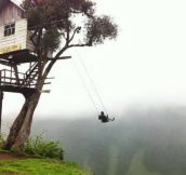 Scary tree swing…