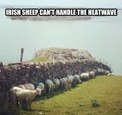 Heatwave in Ireland…