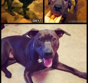 My rescue pit bull…