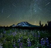 The Perseid meteor shower over Mt. Hood…