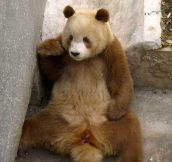 I present you the rare brown panda…