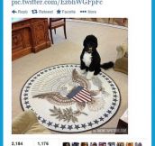 White house dog…
