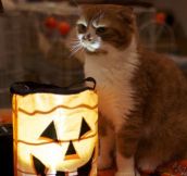 Kitten tells a scary Halloween story…