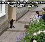 In Soviet Russia, pets walks you…