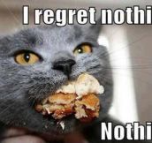 Cat has no regrets…