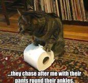 Kitty is on a roll…