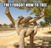 Entangled trees…