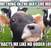 Something in the way she moos…