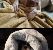 Dogs that are really bad at hide and seek…