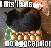 No eggceptions…