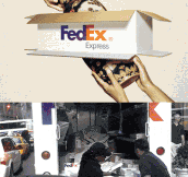FedEx in a nutshell…
