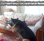 Further proof that dogs are the best…