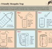 How to easily build a mosquito trap…