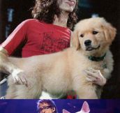 Guitars replaced by dogs…