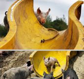 A water slide for pigs…