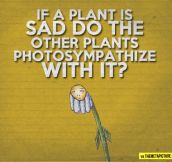 When plants are sad…