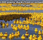 28,000 rubber duckies…