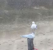 Seagulls don’t care…