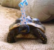 So this tortoise celebrated its birthday today…