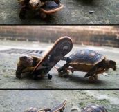 Turtles on skateboards…
