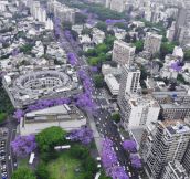 Beautiful Buenos Aires in November…