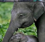 Animals with their young…