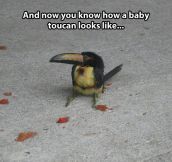 Just a little baby toucan…